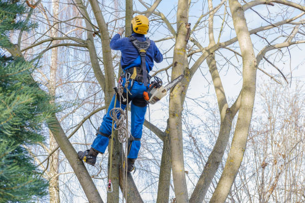 Best Fruit Tree Pruning  in Marshville, NC