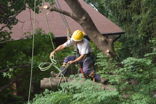 Best Emergency Tree Removal  in Marshville, NC